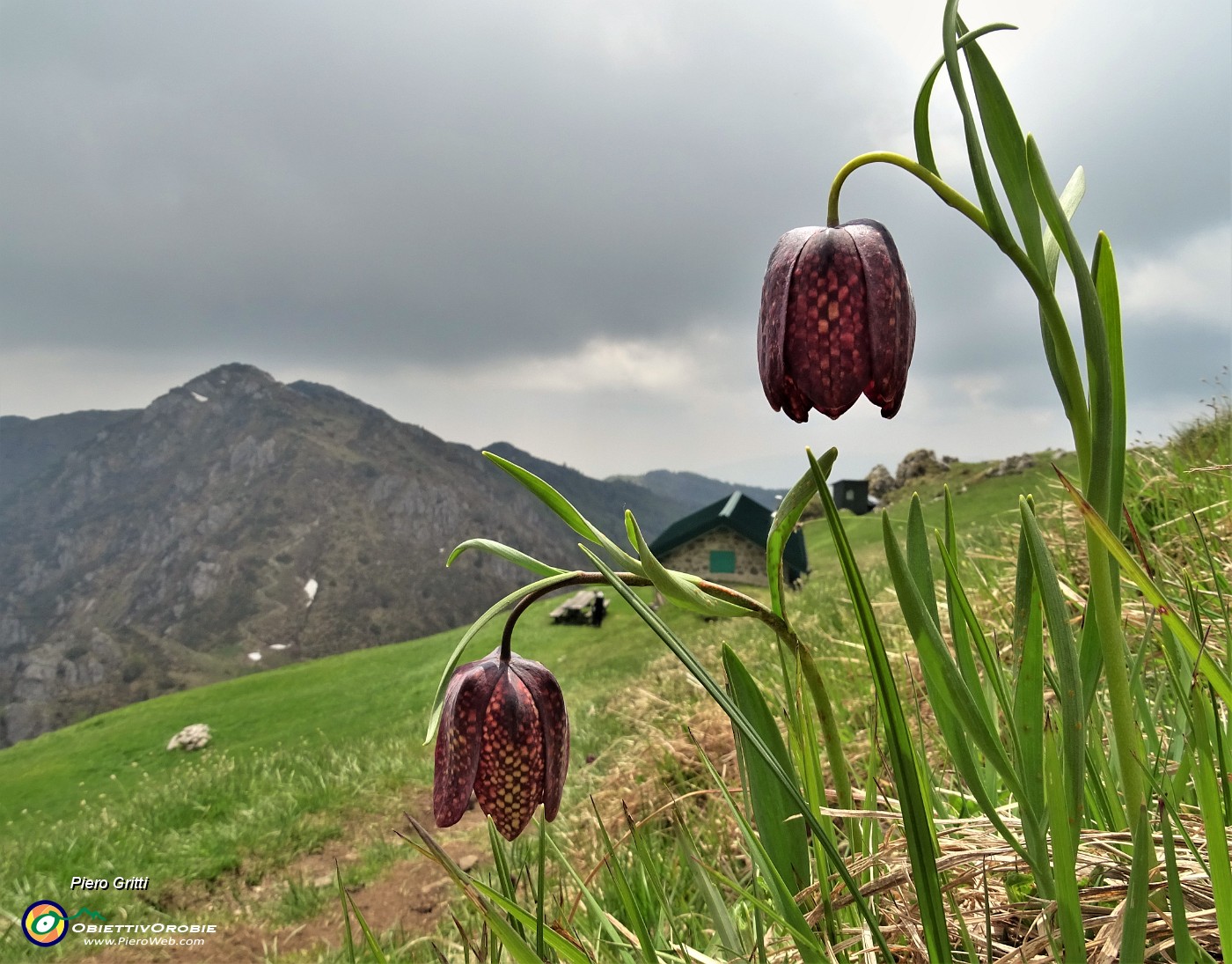 77 E reincontriamo le fritillarie  (Fritillaria meleagris) poco dopo la Baita Venturosa .JPG